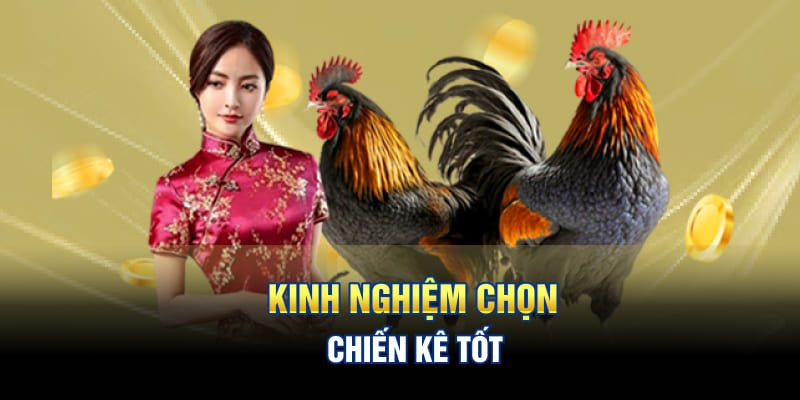 Kinh nghiệm chọn chiến kê tốt