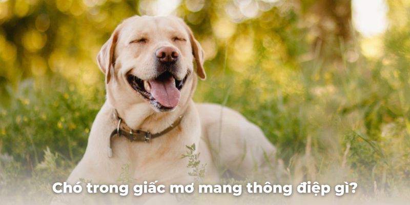 Chó trong giấc mơ mang thông điệp gì?